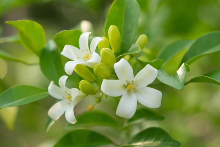 Cây nguyệt quế ở Việt Nam có tên khoa học là Murraya paniculata, thuộc họ cam quýt (Rutaceae), có mùi thơm như hoa cam, hoa quýt, quả màu đỏ
