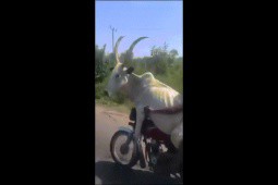 Video: Người đàn ông “chơi trội“ khi đi xe máy để bò ngồi phía trước