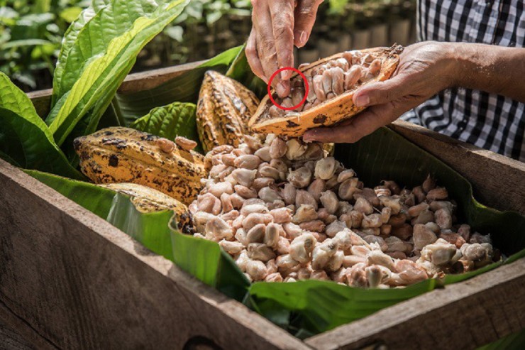 Tách quả lấy hạt cacao.