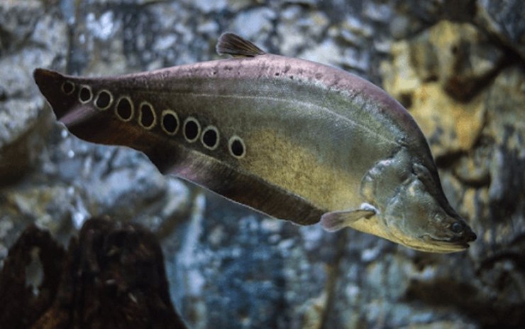 Cá thát lát còn có tên gọi khác là phác lác, thác lác, sống ở môi trường nước ngọt, có nhiều ở khu vực châu Phi và các quốc gia thuộc khu vực Đông Nam Á, trong đó có Việt Nam
