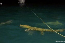 Cá sấu “đi lạc”, bị đàn cá mập bủa vây tấn công