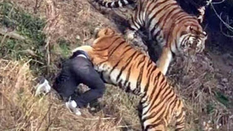 Vụ việc xảy ra tại chuồng thú có 4 con hổ ở Pakistan. Ảnh minh họa: Pakobserver