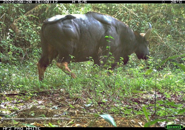 Một cá thể bò tót quý hiếm được bẫy ảnh ghi nhận tại Vườn quốc gia (VQG) Cát Tiên. Đây là một trong những loài thú móng guốc được xếp vào nhóm sắp nguy cấp ở Việt Nam với vùng phân bố hẹp. VQG Cát Tiên là nơi ghi nhận quần thể bò tót lớn nhất Việt Nam.