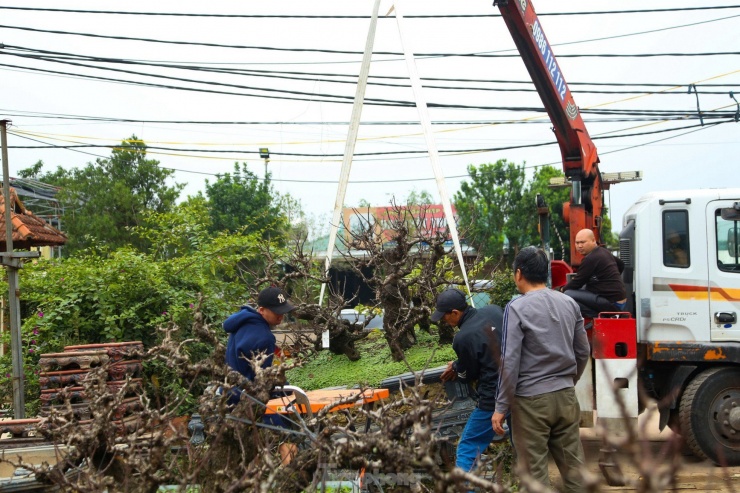 Cận cảnh đào tiến Vua &#39;ngủ&#39; phòng điều hòa chờ đón Tết - 2