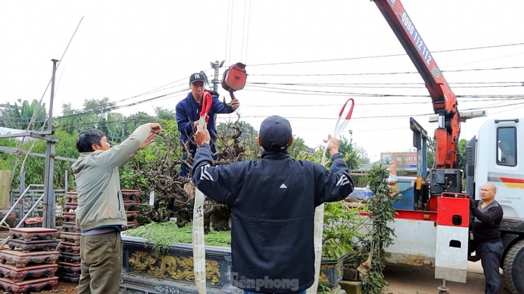 Đào thất thốn là loại cây “khó tính” nên phải được vận chuyển vào trong phòng điều hòa khép kín để các nhà vườn chăm sóc đặc biệt.