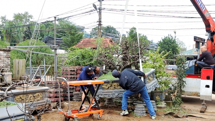 Cận cảnh đào tiến Vua &#39;ngủ&#39; phòng điều hòa chờ đón Tết - 3