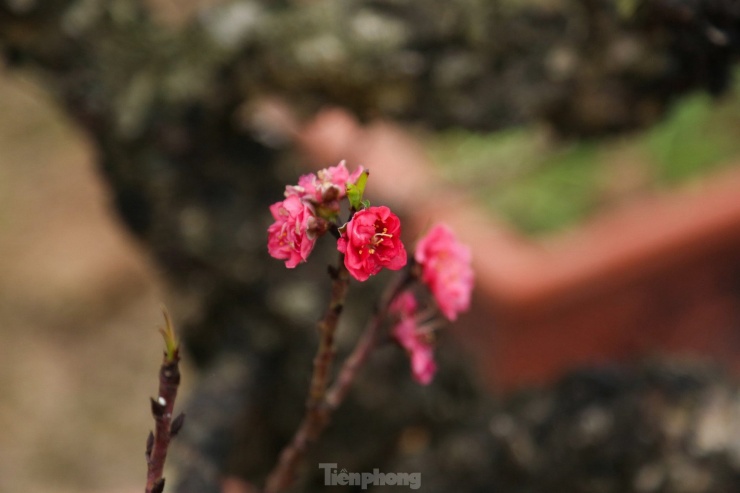 Người dân trồng đào lâu năm chia sẻ: "Đào thất thốn là 7 thốn, mỗi thốn tương đương với một đốt ngón tay. Lá đào dài 7 thốn, cây phát triển đến 7 thốn thì lại chia cành một lần. Một thốn có 7 bông hoa".