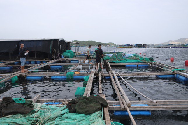 Nhiều người nuôi tôm hùm ở vịnh Vân Phong đang bị quỵt nợ tiền tỷ. Ảnh: L.H.