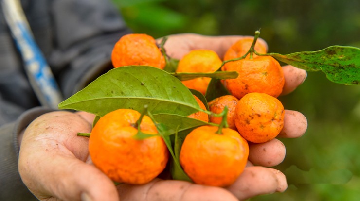 Trong một thời gian dài, cây quýt hoi không được chăm sóc, đất đai bạc màu; thị trường tiêu thụ cũng không được ai quan tâm, người dân chỉ mang quả ra chợ bán hay chế biến sử dụng cá nhân, cho gia đình.
