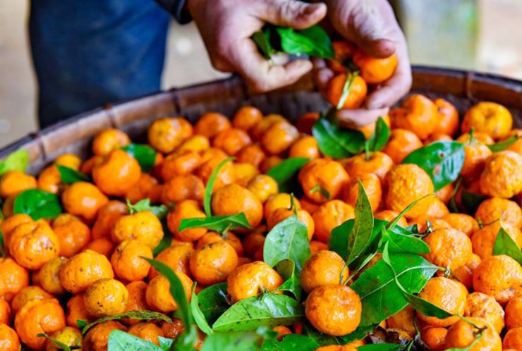 Tuy nhiên, những năm gần đây, loại quả này được nhiều người ưa chuộng, chế biến thành nhiều sản phẩm có giá trị.
