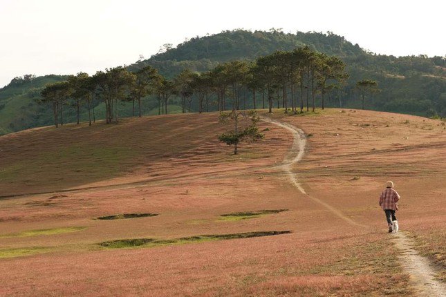 Mùa cỏ hồng xinh lung linh tại thung lũng Masara Lâm Đồng. (Ảnh: Đặng Huỳnh Tươi)