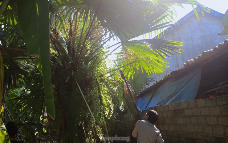 Cây cọ thường mọc hoang ở trong vườn nhà dân. Nhưng nay được nhiều người trồng để cho thu hoạch quả.