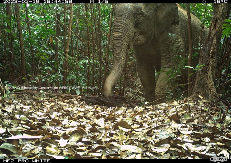 Tìm thấy loài thú quý hiếm, cực kỳ nguy cấp trong rừng sâu Quảng Nam - 2
