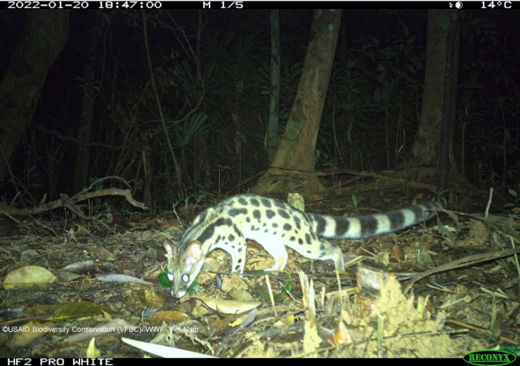 Tìm thấy loài thú quý hiếm, cực kỳ nguy cấp trong rừng sâu Quảng Nam - 3