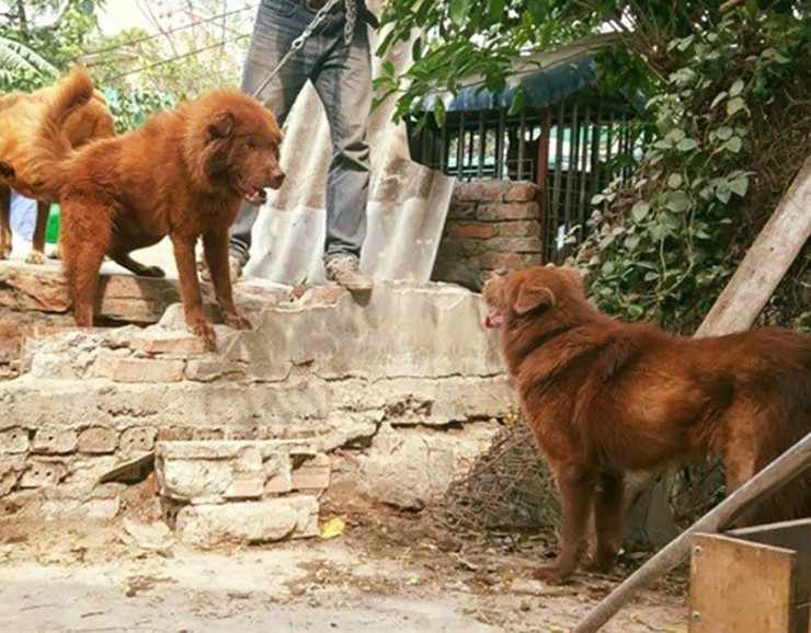 Đặc điểm này khiến nhiều người nhầm chú chó là giống chó săn Samoyed, thậm chí nhiều người còn ví von như chó ngao Tây Tạng phiên bản Việt Nam
