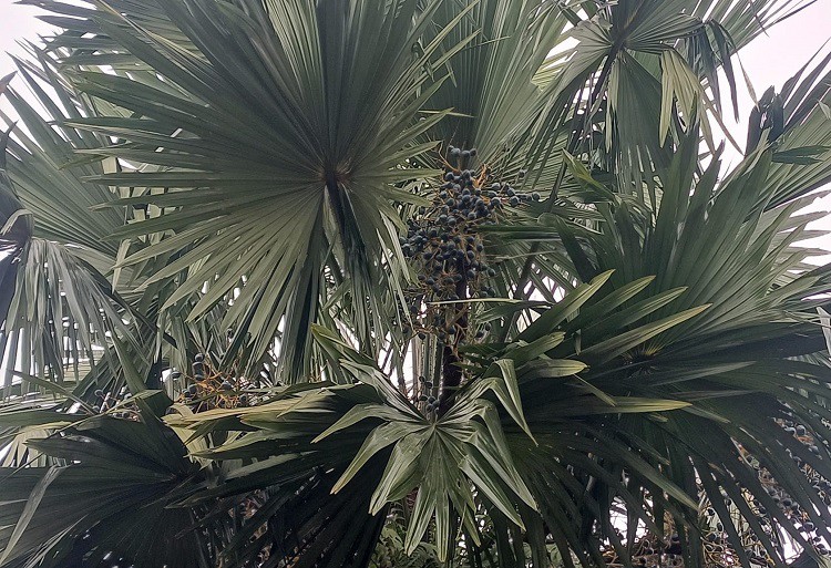 Những quả cọ chín đen trên cây. (Ảnh: Nguyễn Linh).