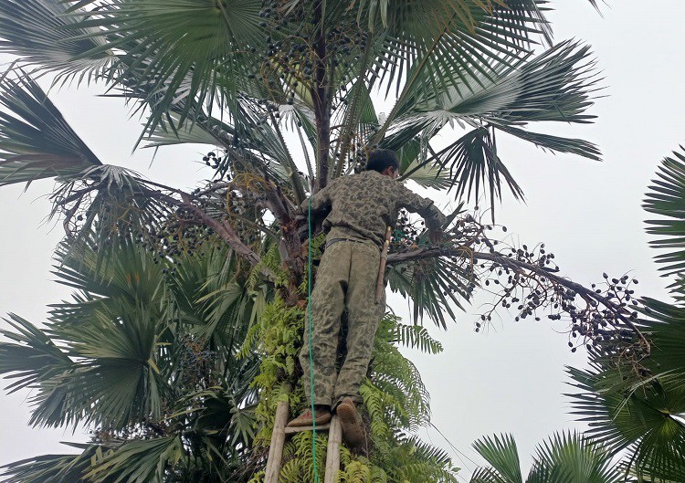 Cây cọ thường rất cao nên phải dùng thang trèo lên hoặc dùng cây sào dài có gắn liềm để giật xuống. (Ảnh: Nguyễn Linh).