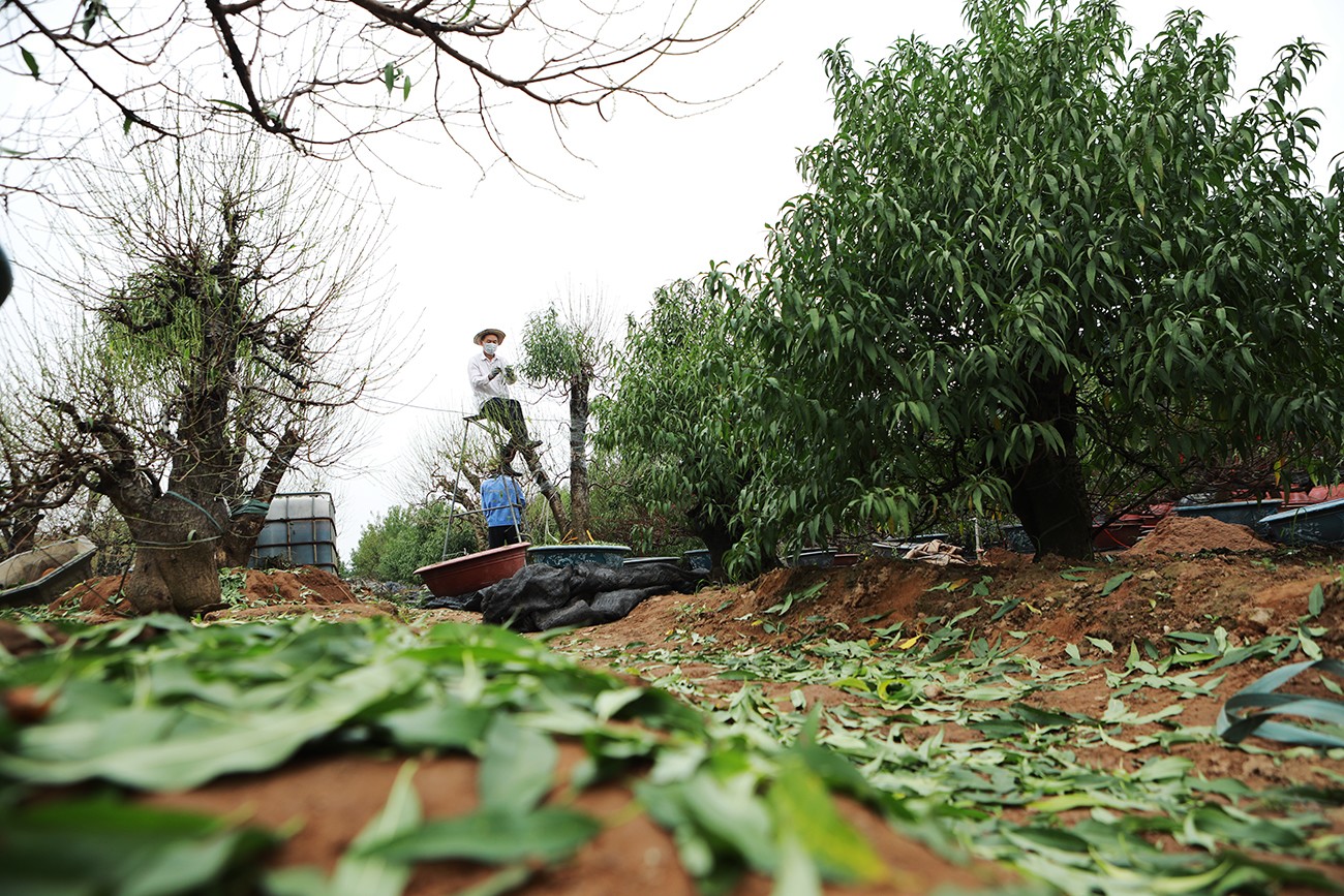 Vườn đào lớn nhất Hà Nội “thay áo”, chuẩn bị đón Tết Giáp Thìn 2024 - 13