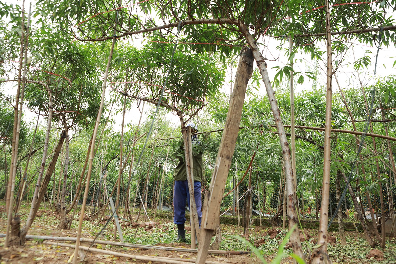 Vườn đào lớn nhất Hà Nội “thay áo”, chuẩn bị đón Tết Giáp Thìn 2024 - 3