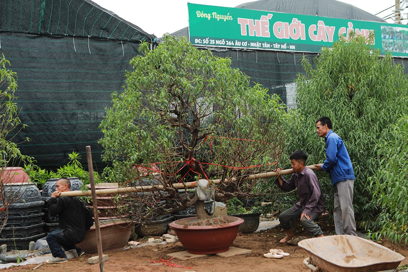 Vườn đào lớn nhất Hà Nội “thay áo”, chuẩn bị đón Tết Giáp Thìn 2024 - 1