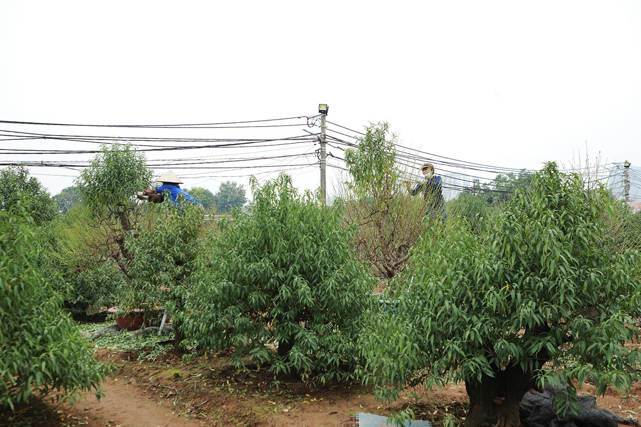 Vườn đào lớn nhất Hà Nội “thay áo”, chuẩn bị đón Tết Giáp Thìn 2024 - 12