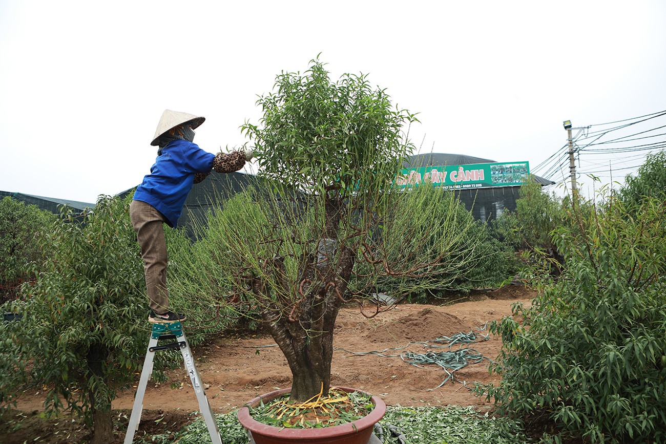 Vườn đào lớn nhất Hà Nội “thay áo”, chuẩn bị đón Tết Giáp Thìn 2024 - 11