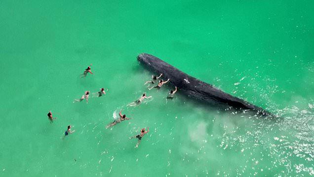 Úc: Đám đông hiếu kỳ bơi đến gần con cá nhà táng mắc cạn và điều đau lòng  - 1