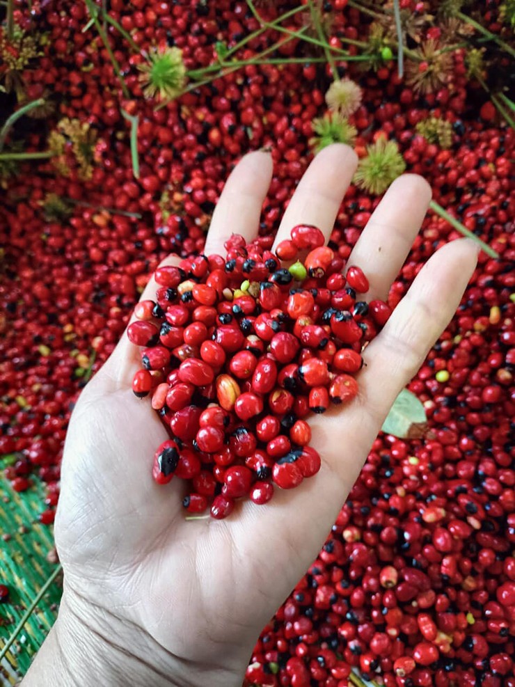 Là một trong năm loại nhân sâm tốt nhất thế giới, sâm Ngọc Linh luôn được săn lùng với giá bán từ vài chục triệu đồng đến vài trăm triệu đồng
