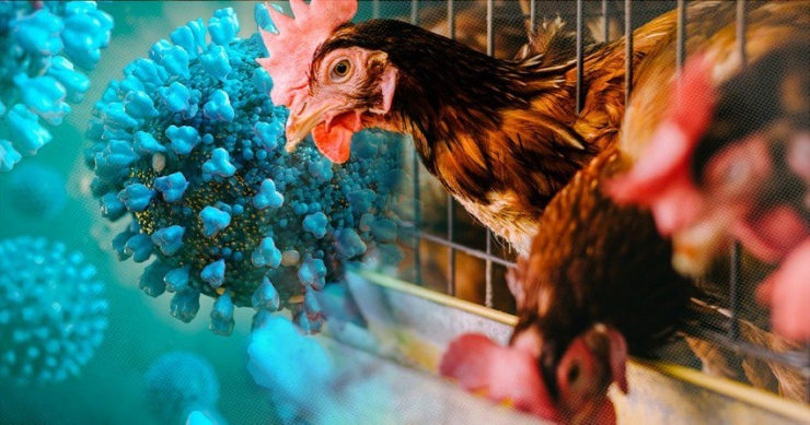 Ăn thịt gà, trứng gà có bị lây cúm A (H5N1) không? - 1