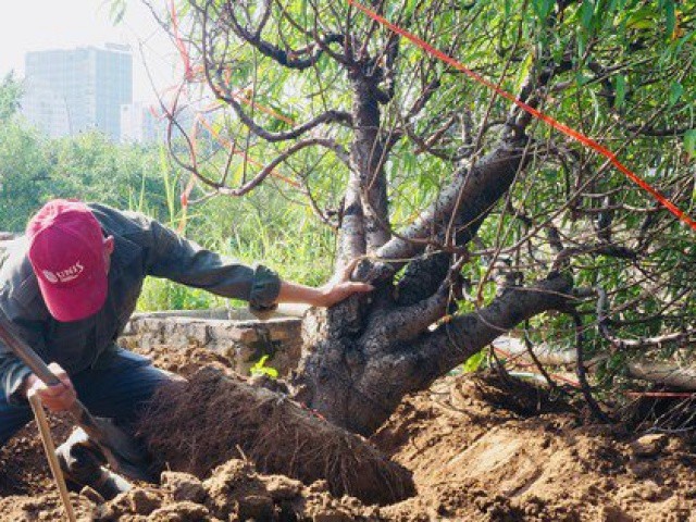 Hà Nội: Kiếm bạc triệu mỗi ngày từ việc đi đánh gốc đào thuê