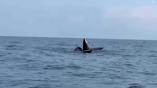 VIDEO: 3 con cá voi dài gần 20 m ngoi lên mặt nước săn mồi ở Cô Tô - 1
