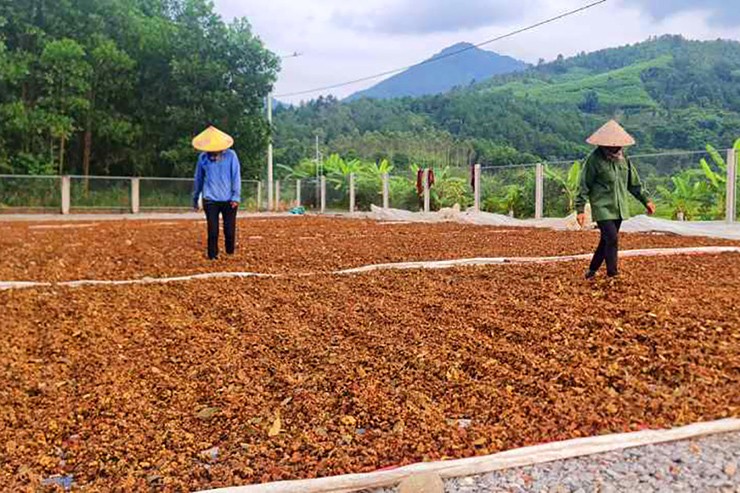 Tại Việt Nam, cây hoa hồi được trồng tập trung chủ yếu ở Lạng Sơn, Cao Bằng với sản lượng hàng năm hơn 16.000 tấn
