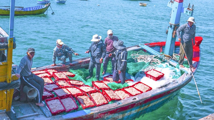 Sau vài giờ ra khơi, những chiếc tàu chở theo những sọt ruốc biển đỏ au, tươi rói cùng niềm vui được ‘lộc biển’.