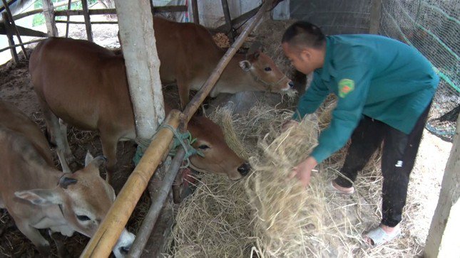 Người dân vùng cao A Lưới - nơi được dự báo nhiệt độ xuống thấp từ 12-14 độ C, chủ động bảo vệ đàn gia súc trong đợt mưa rét này. (Ảnh: CTV)