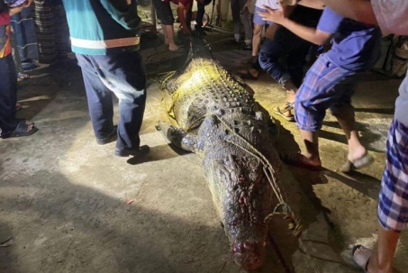 Malaysia: 2 lần giết cá sấu khổng lồ chỉ trong 4 ngày