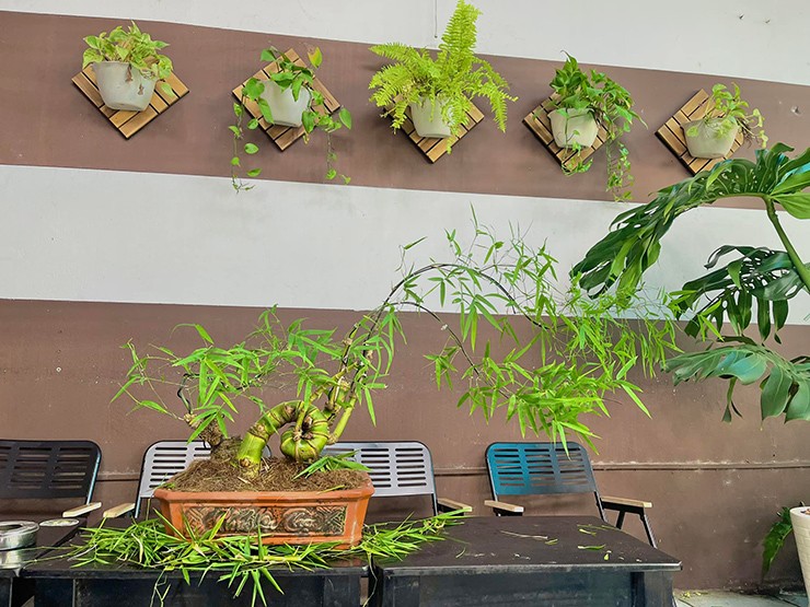 Mỗi gốc bonsai thường có giá vài trăm tới vài triệu đồng
