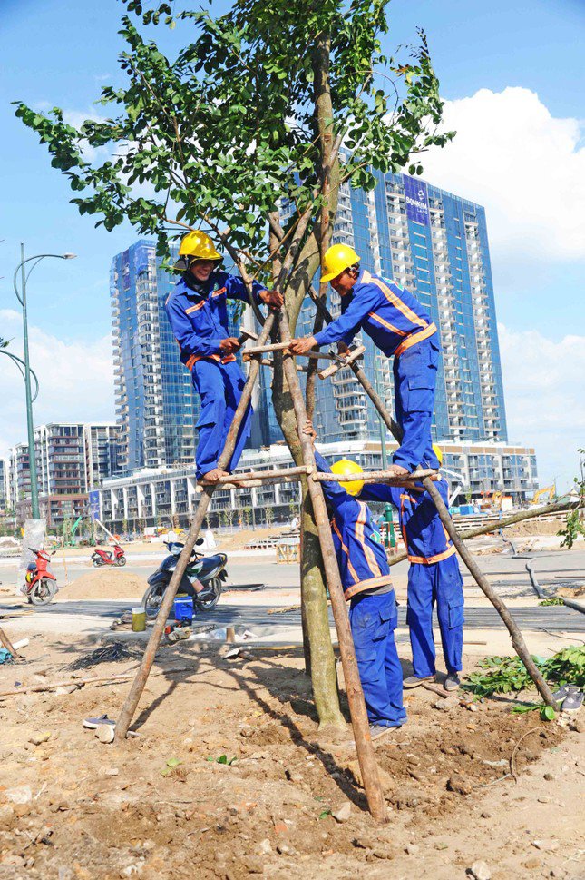 Cây xanh đã được trồng trên lối vào bến đỗ