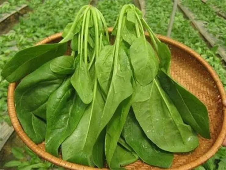 5 không khi ăn loại rau "giàu dinh dưỡng nhất hành tinh", Việt Nam bán rẻ như cho - 1