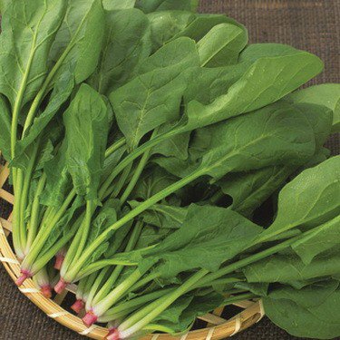 5 không khi ăn loại rau "giàu dinh dưỡng nhất hành tinh", Việt Nam bán rẻ như cho - 2