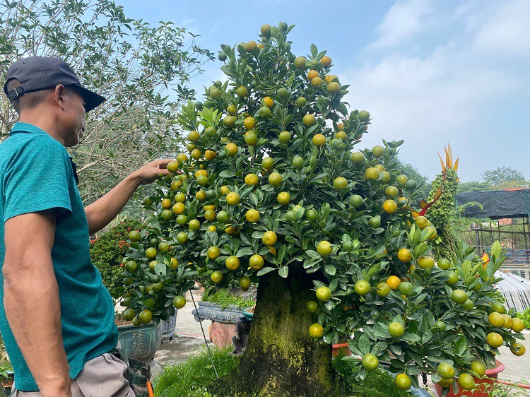 Quất cần thăng chuẩn bị cho dịp Tết Nguyên đán 2024 đang bắt đầu ngả màu chín.