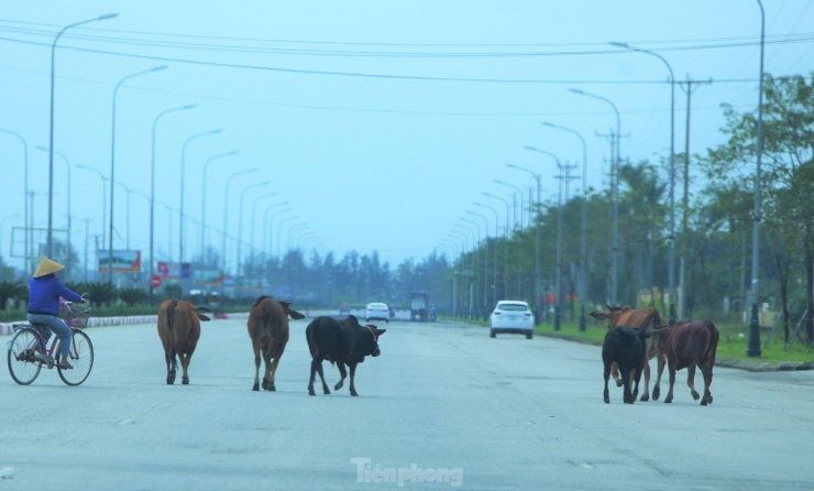 Tình trạng chăn thả gia súc trên tuyến đường còn diễn ra nhiều.