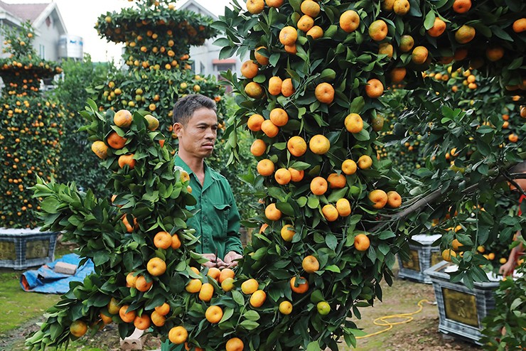 Cũng theo anh Thạch, cây quýt phải có gốc vững chắc, đường kính lớn, quả chín đều đối xứng. Đặc biệt, trên cây có đủ cả lộc, lá, hoa và quả non.
