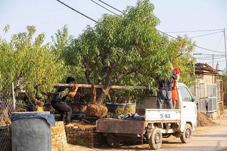 Trước ngày tuốt lá, những cây đào cổ thụ có giá trị cao hơn sẽ được đánh chuyển lên chậu.
