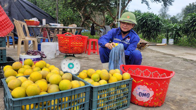 Người dân phấn khởi khi cam được mùa, được giá