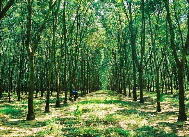 Không những vậy, loài cây này còn giúp bảo vệ môi trường, phủ xanh đất trống đồi trọc hạn chế thiên tai như: bão, lũ lụt, sạt lở đất,…
