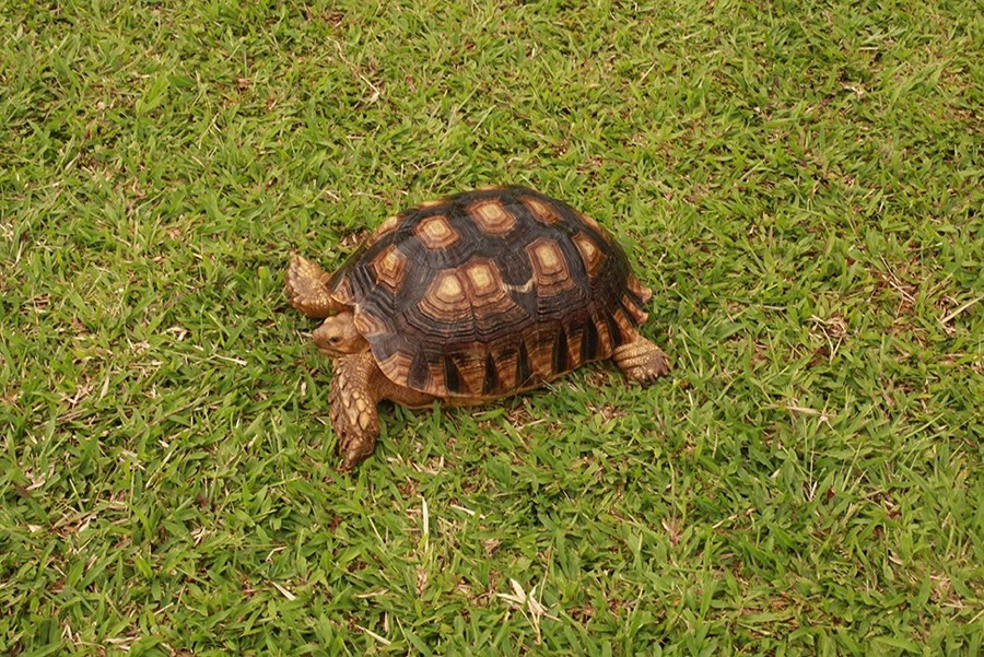 5 lý do khiến Bavi Annam Garden trở thành điểm đến thu hút khách du lịch - 3