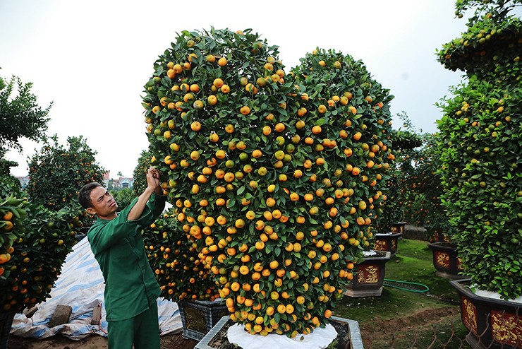 Ngoài quýt hình thỏi vàng, năm nay, gia đình nhà anh Thạch còn tạo thêm quýt hình trái tim, mỗi cây cao hơn 2m.
