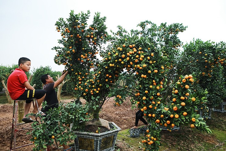 Năm nay là năm Giáp Thìn (năm rồng) nên gia đình đang uốn một cây quýt hình con rồng để bán ra thị trường, phục vụ nhu cầu của người dân, anh Thạch cho biết.
