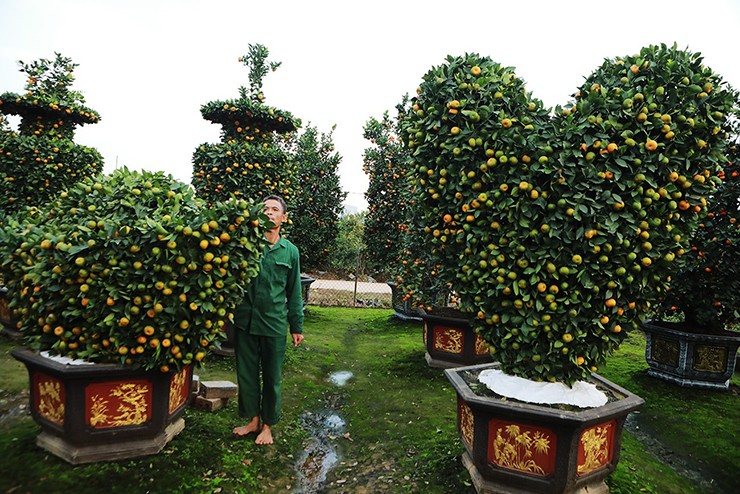 &#34;Quýt hình trái tim gia đình tôi năm ngoái đã tung ra thị trường, giá mỗi cây hơn 20 triệu đồng”, anh Thạch nói.
