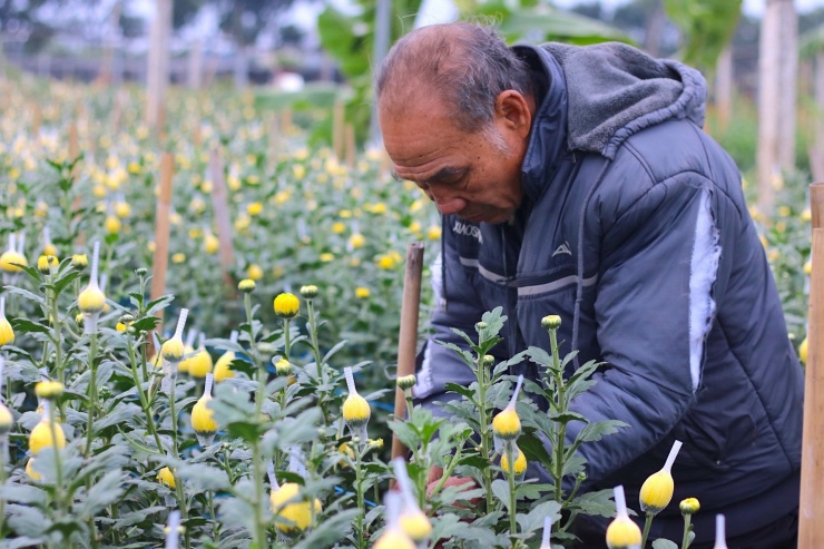 Ông Lâm (68 tuổi, Bắc Từ Liêm, Hà Nội) chia sẻ: "Thời tiết năm nay không thuận lợi, hoa hỏng nhiều mà giá cả cũng chỉ hơn 1.000 đồng/bông. Giá này chỉ đủ vốn chứ không có công".